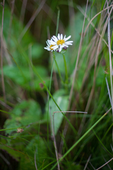 Senecio smithii