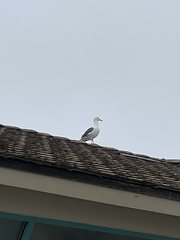 Larus occidentalis