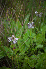 Senecio smithii