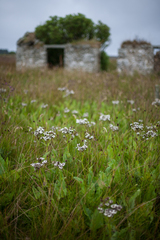 Senecio smithii