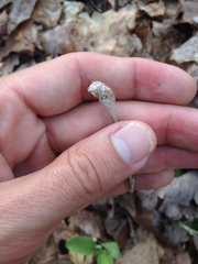 Antennaria solitaria