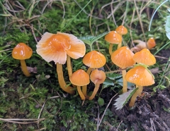 Gliophorus perplexus