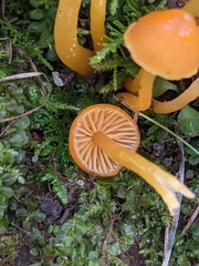 Gliophorus perplexus