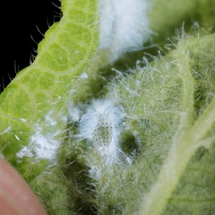 Prociphilus xylostei