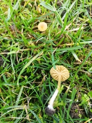 Galerina graminea