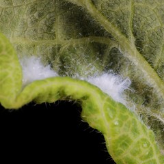 Prociphilus xylostei