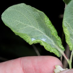 Prociphilus xylostei