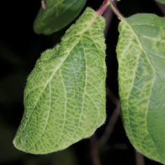 Prociphilus xylostei