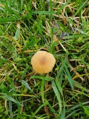 Galerina graminea