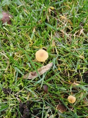 Galerina graminea