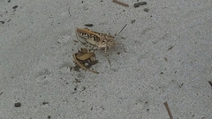 Pardalophora phoenicoptera