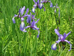 Iris prismatica
