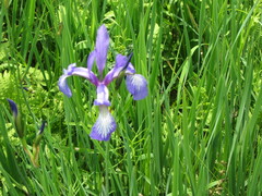 Iris prismatica