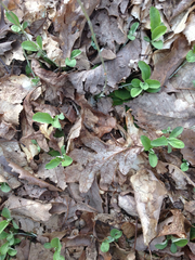 Antennaria solitaria