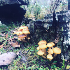 Armillaria luteobubalina