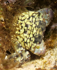 Pachygrapsus plicatus