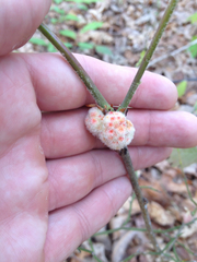 Callirhytis seminator