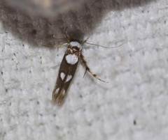 Stathmopoda triselena