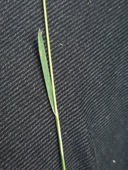 Poa pratensis