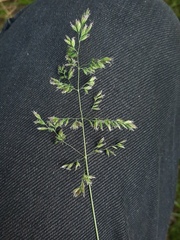 Poa pratensis
