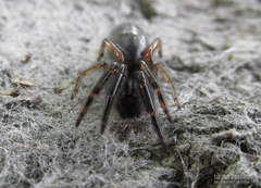 Ariadna boesenbergi