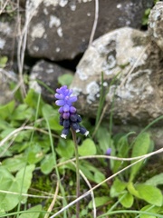 Muscari pulchellum