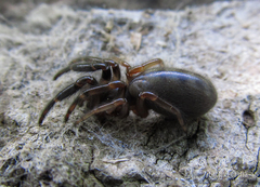 Ariadna boesenbergi