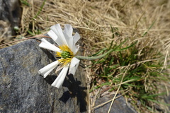 Ranunculus pyrenaeus