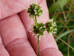 Juncus scirpoides