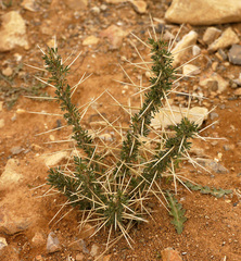 Astragalus spinosus