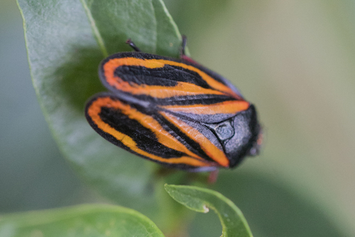 Mahanarva liturata