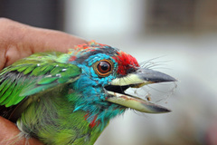 Psilopogon asiaticus