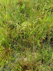 Juncus scirpoides