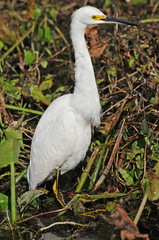 Egretta thula image