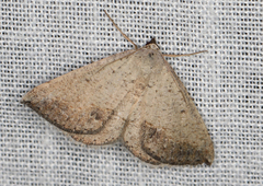 Taxeotis intermixtaria