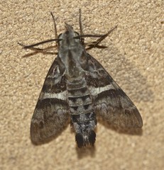 Macroglossum errans