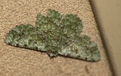 Aeolochroma viridicata