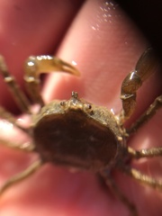 Halicarcinus planatus