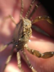 Halicarcinus planatus