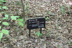 Acer carpinifolium