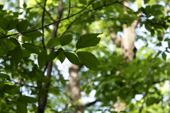 Acer carpinifolium