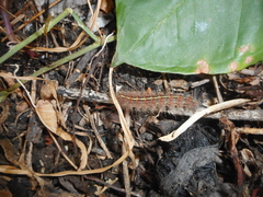 Paracles fusca