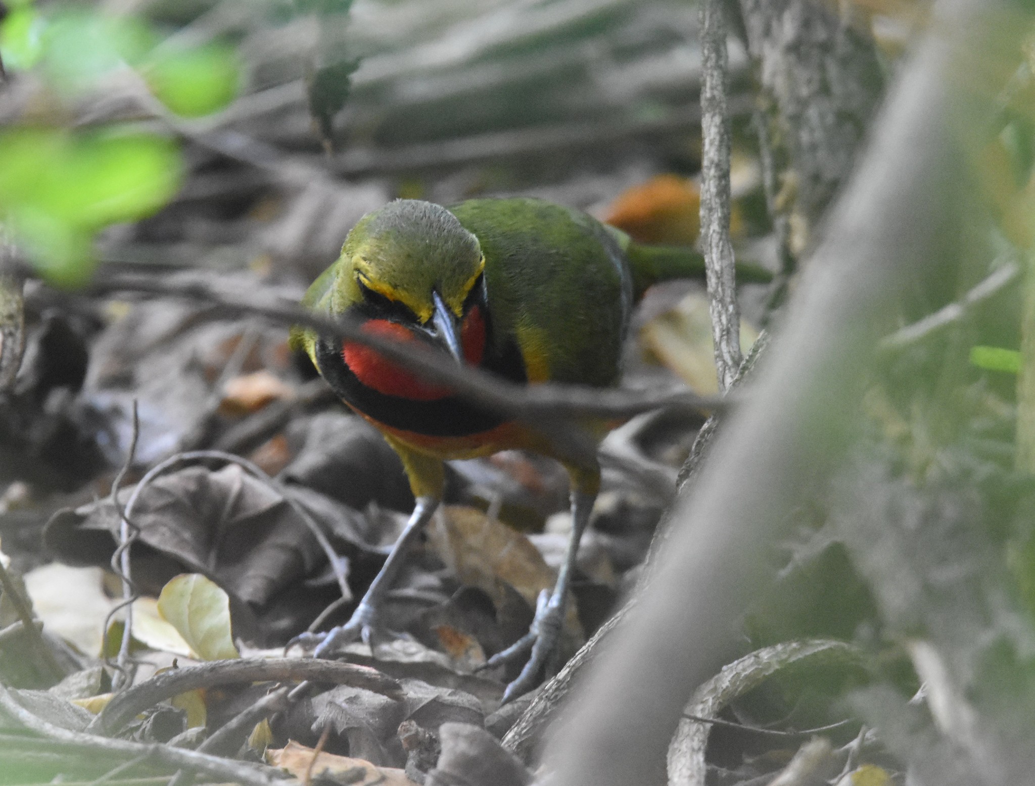 Gorgeous Bushshrike (Telophorus viridis), photo 5