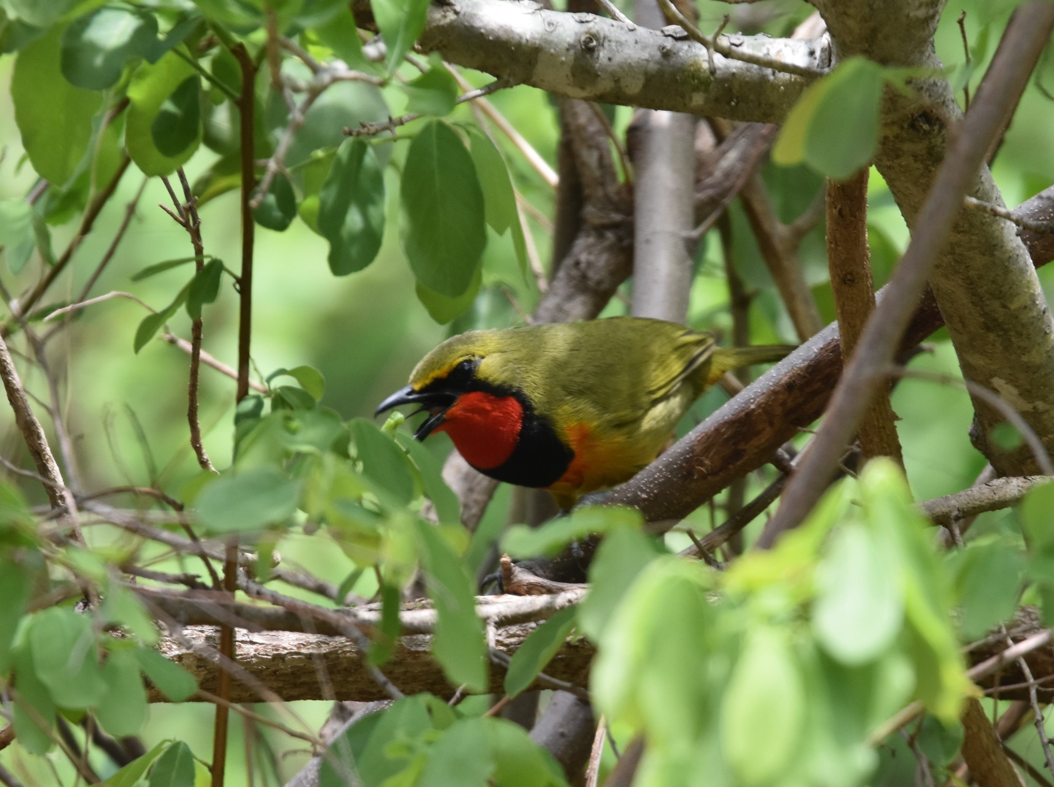 Gorgeous Bushshrike (Telophorus viridis), photo 4