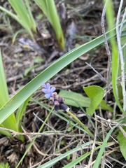 Muscari pulchellum