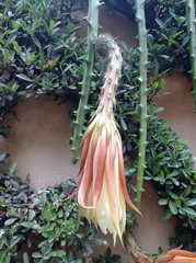 Hylocereeae