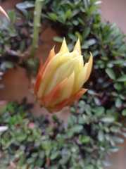 Hylocereeae