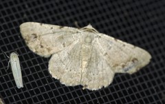 Aeolochroma quadrilinea