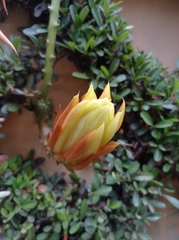 Hylocereeae