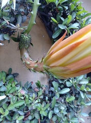 Hylocereeae